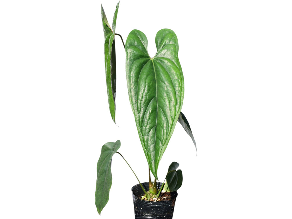 177 nigrolaminum ニグロナミナム　アンスリウム Anthurium nigrolaminum — Ecuagenera California