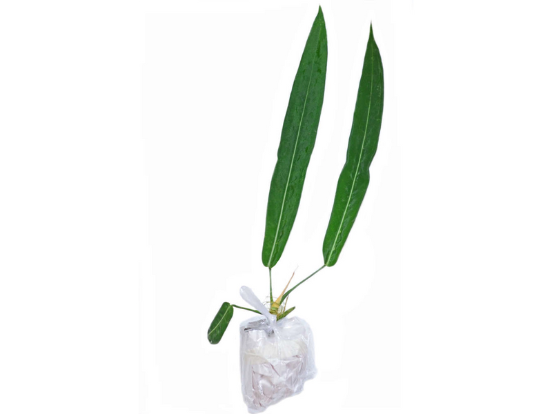 Anthurium pallidiflorum