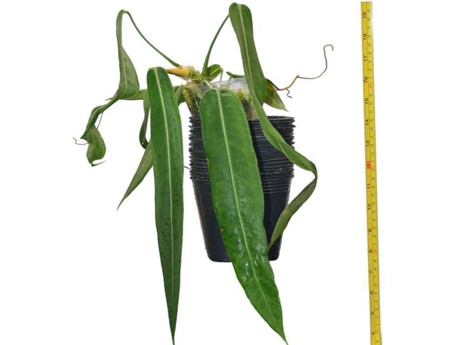 Anthurium pallidiflorum