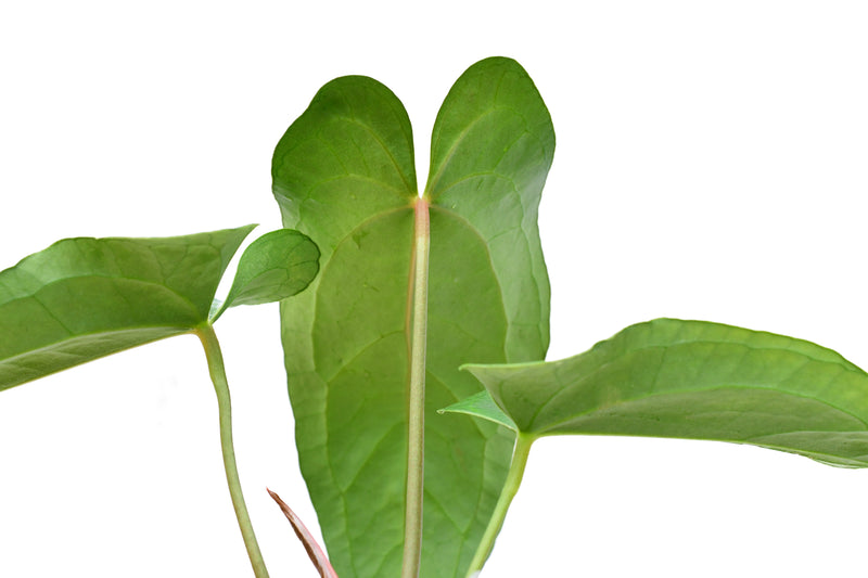 Anthurium Rabbit Ears 'Inverse crossing'
