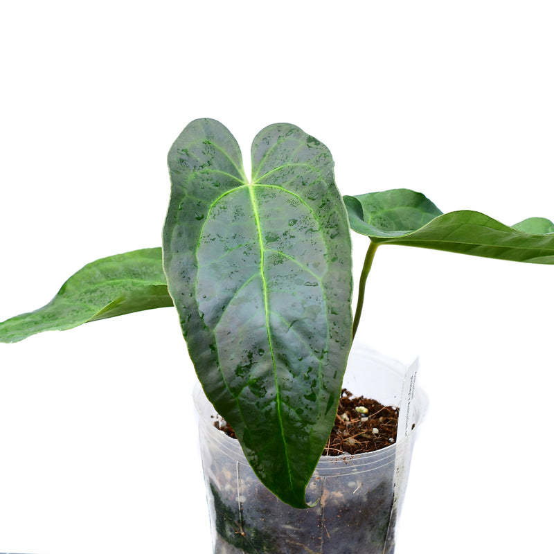 Anthurium Rabbit Ears 'Inverse crossing'