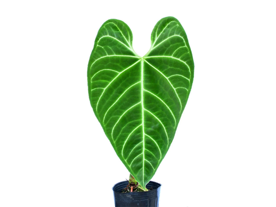 Anthurium regale