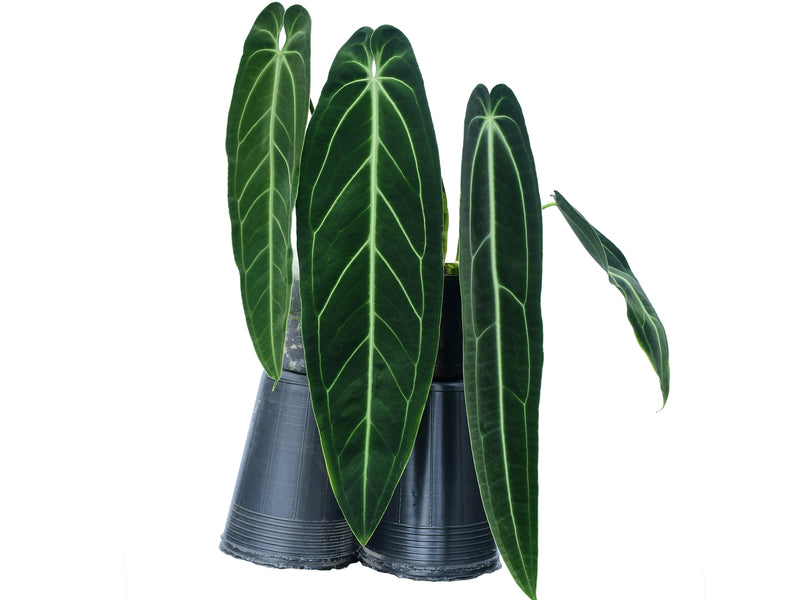 Anthurium warocqueanum