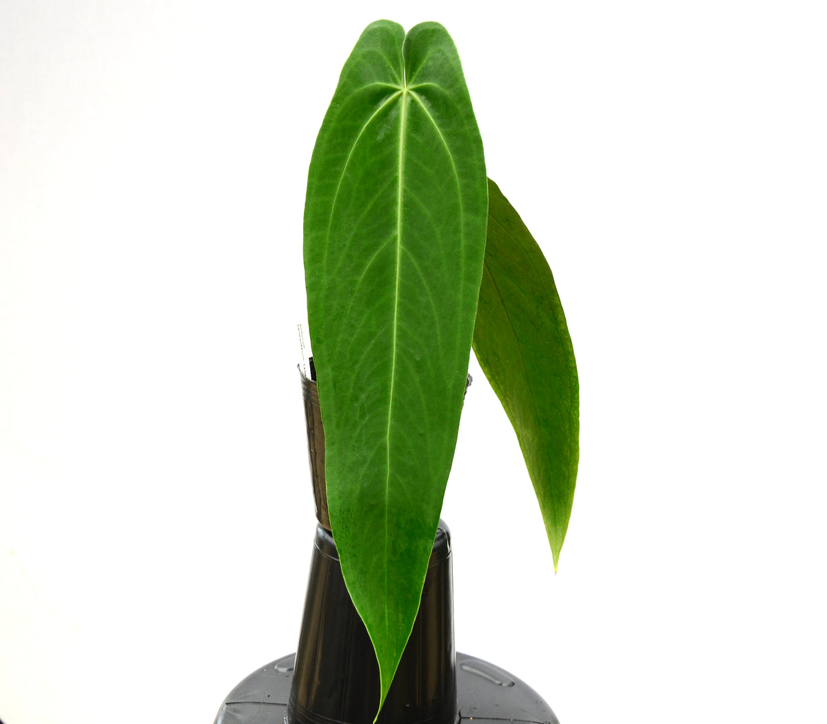 Anthurium warocqueanum 'Esmeralda' — Ecuagenera California