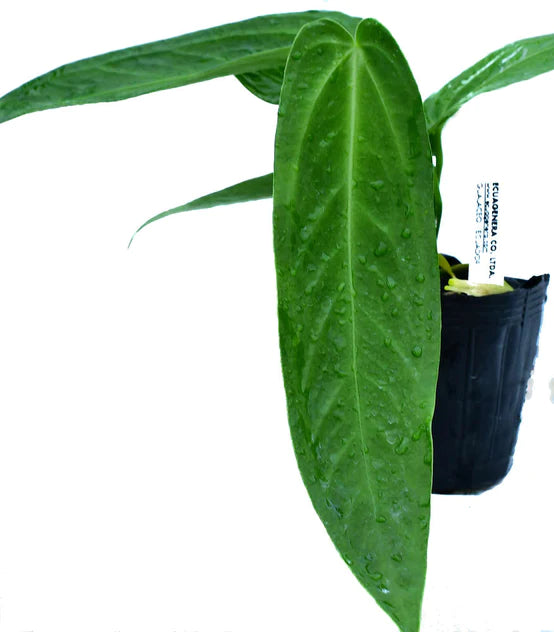 Anthurium warocqueanum 'Esmeralda'  (seedling)