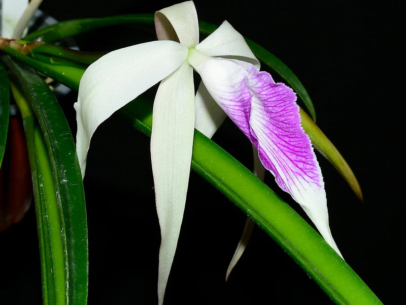 Brassocattleya Ivan Portilla 'Camila'