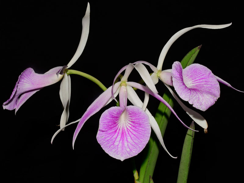 Brassocattleya Morning Glory rubra #14