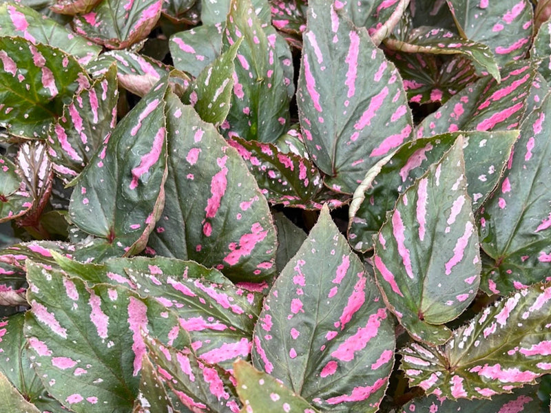 Begonia brevirimosa 'Exotica'