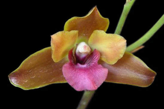 Bifrenaria verboonenii hg-79