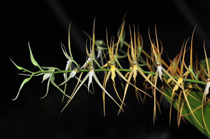 Brassia jipijapensis