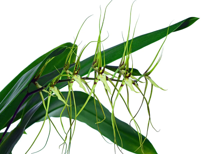 Brassia caudata — Ecuagenera California