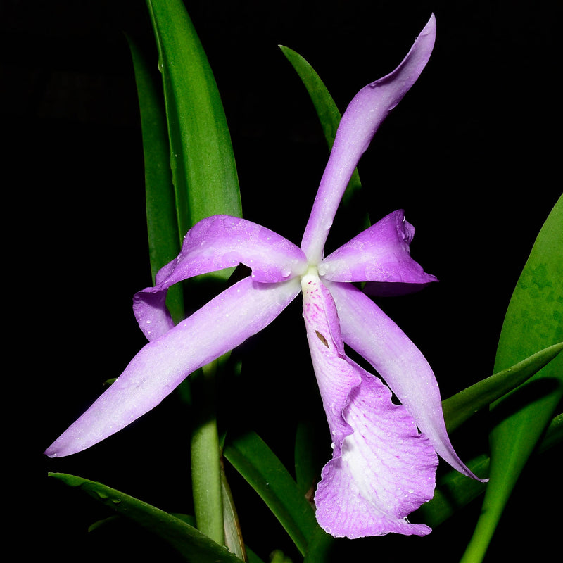 Brassocatanthe Estrella Andina