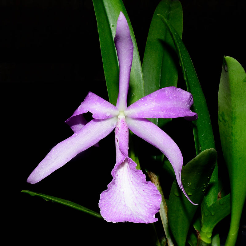 Brassocatanthe Estrella Andina