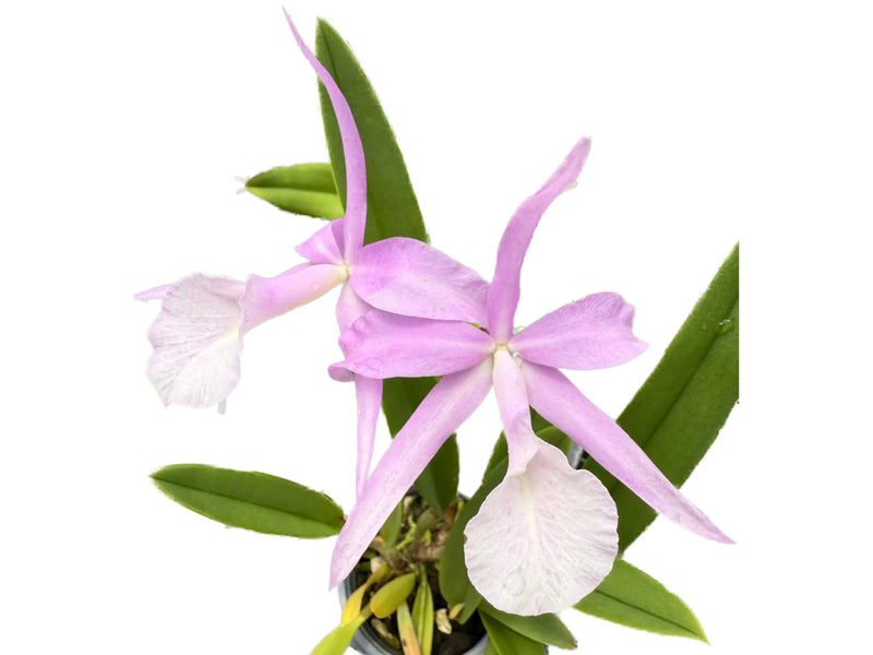 Brassocatanthe Estrella Andina