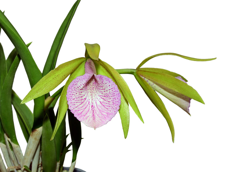 Brassocattleya Ecuagenera