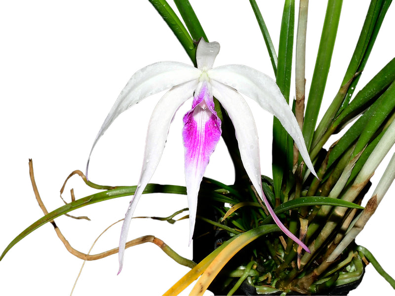 Brassocattleya Ivan Portilla 'Camila'