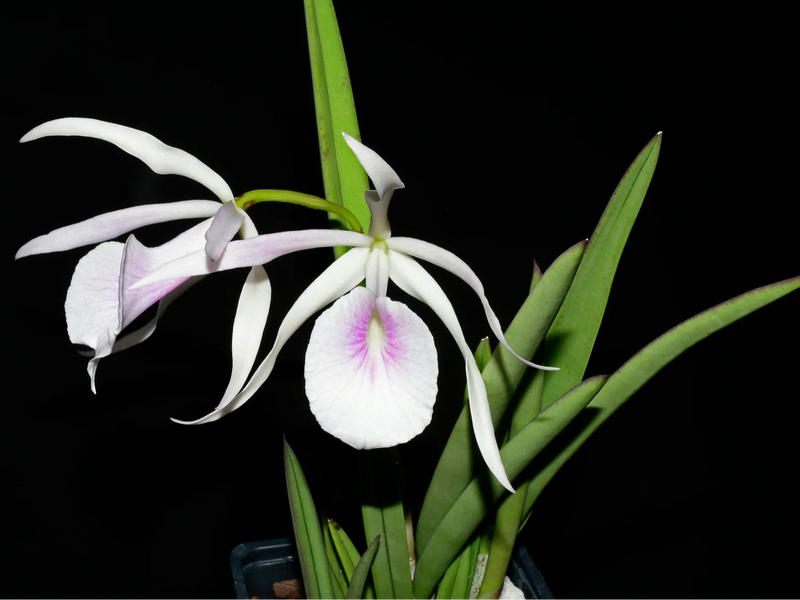 Brassocattleya Morning Glory rubra #14