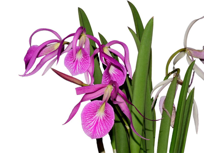 Brassocattleya Morning Glory rubra #14