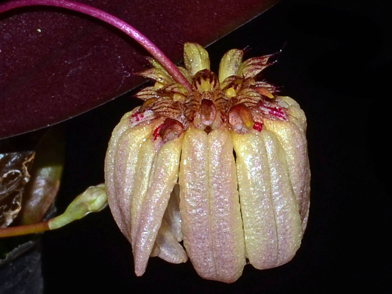 Bulbophyllum auratum