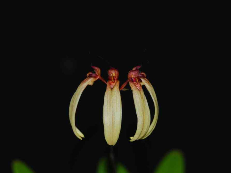 Bulbophyllum longiflorum