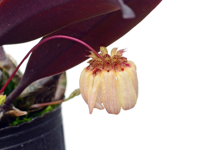 Bulbophyllum auratum
