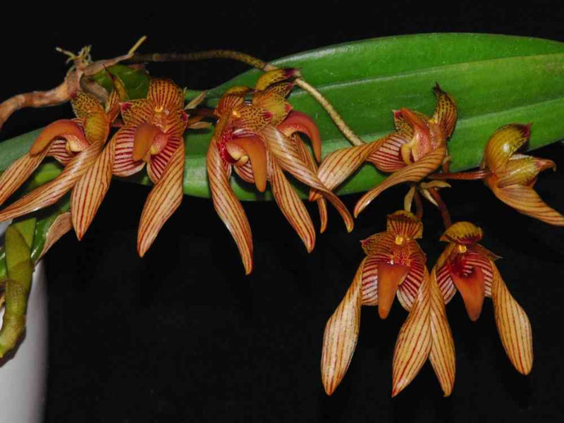 Bulbophyllum bicolor