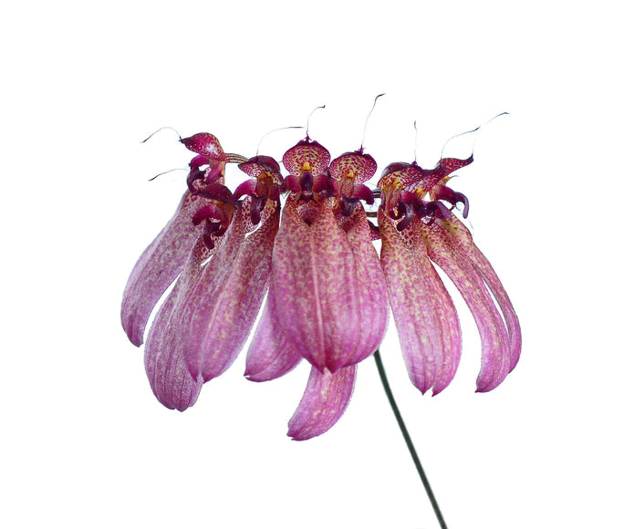 Bulbophyllum eberhardtii