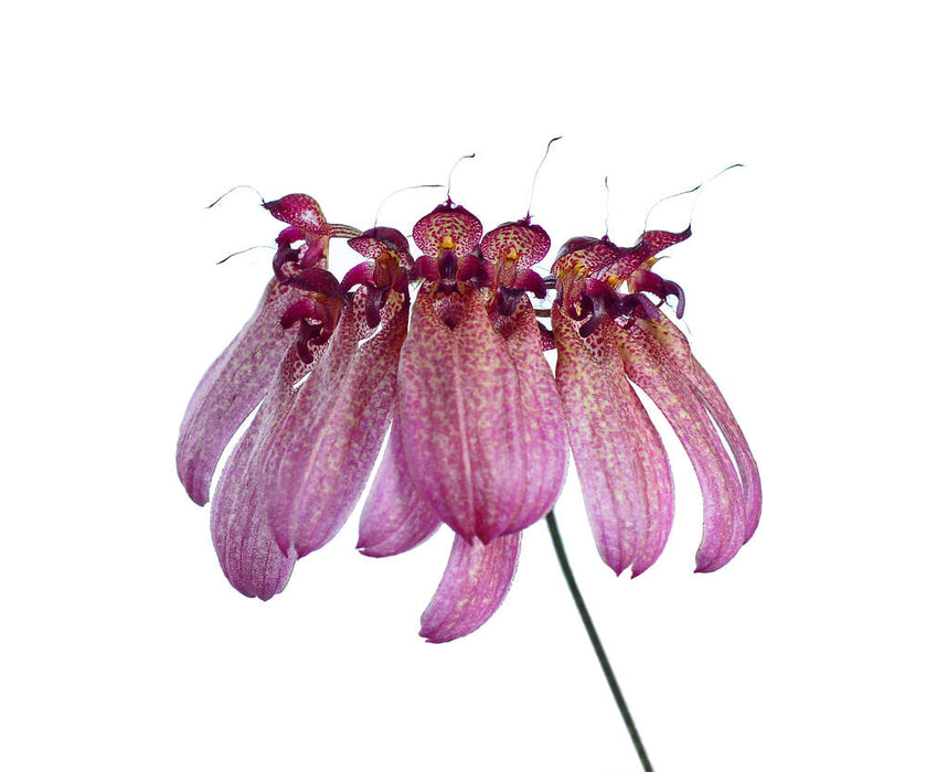 Bulbophyllum eberhardtii syn picturatum