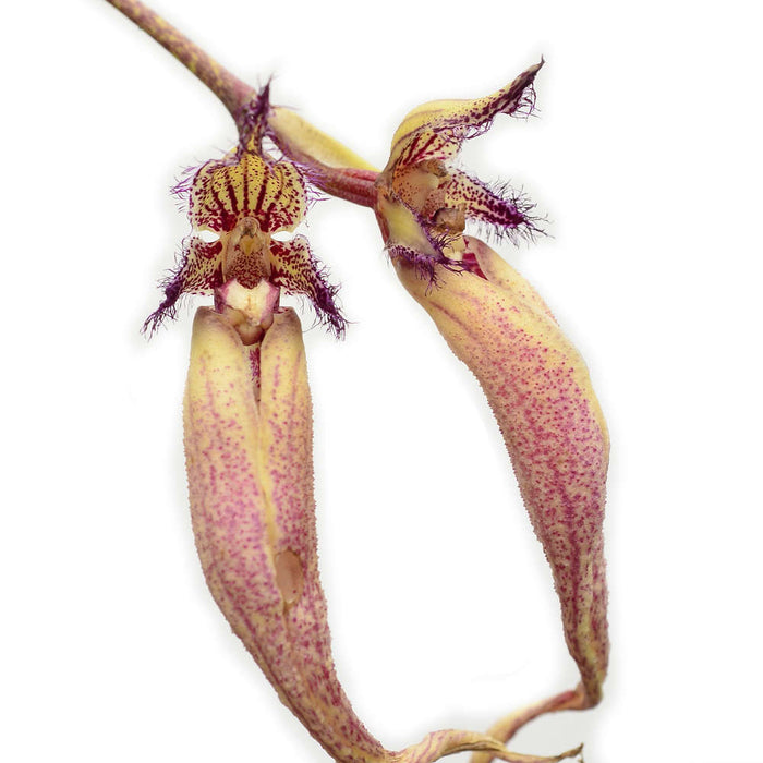 Bulbophyllum fascinator var. hampaliana
