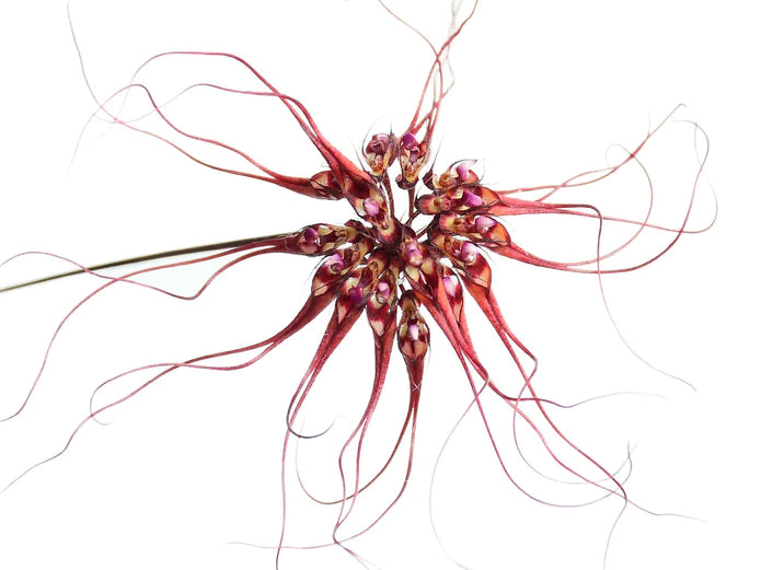Bulbophyllum gracillimum