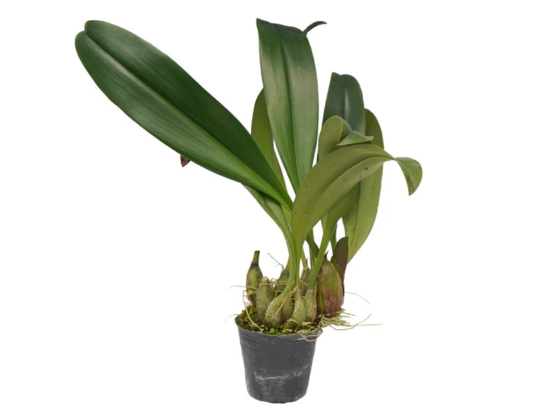 Bulbophyllum klabatense