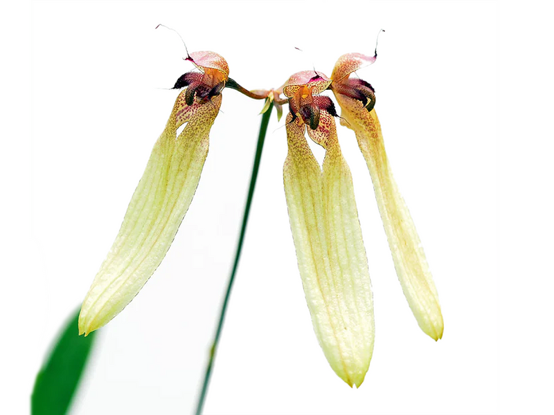 Bulbophyllum longiflorum