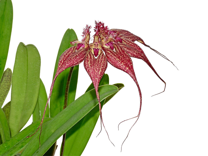 Bulbophyllum rothschidianum