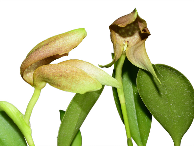 Bulbophyllum grandiflorum