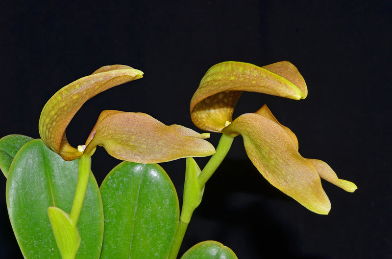 Bulbophyllum grandiflorum