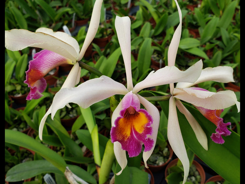 Cattleya Kiat Tan