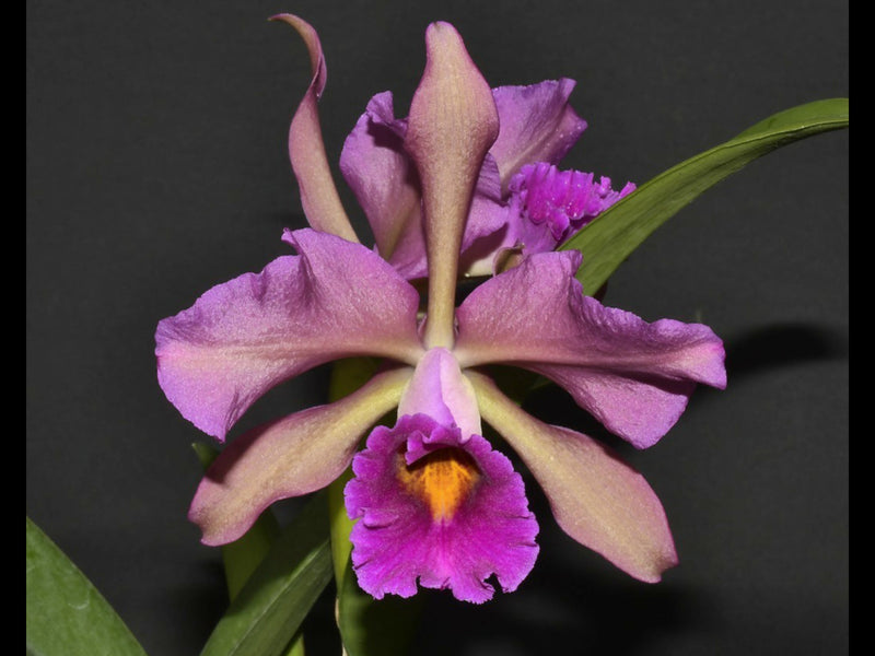 Cattleya Lucia Fernandez