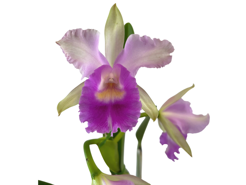 Cattleya Maria Elena Cazar