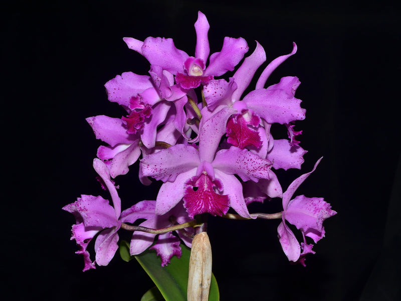 Cattleya Virgen de Guadalupe