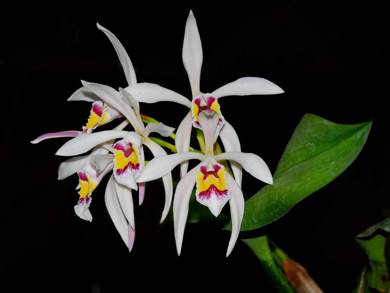 Cattleya iricolor
