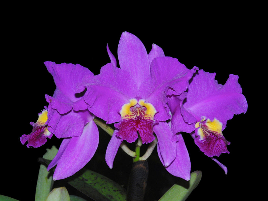 Cattleya lueddemanniana Rombito x 013