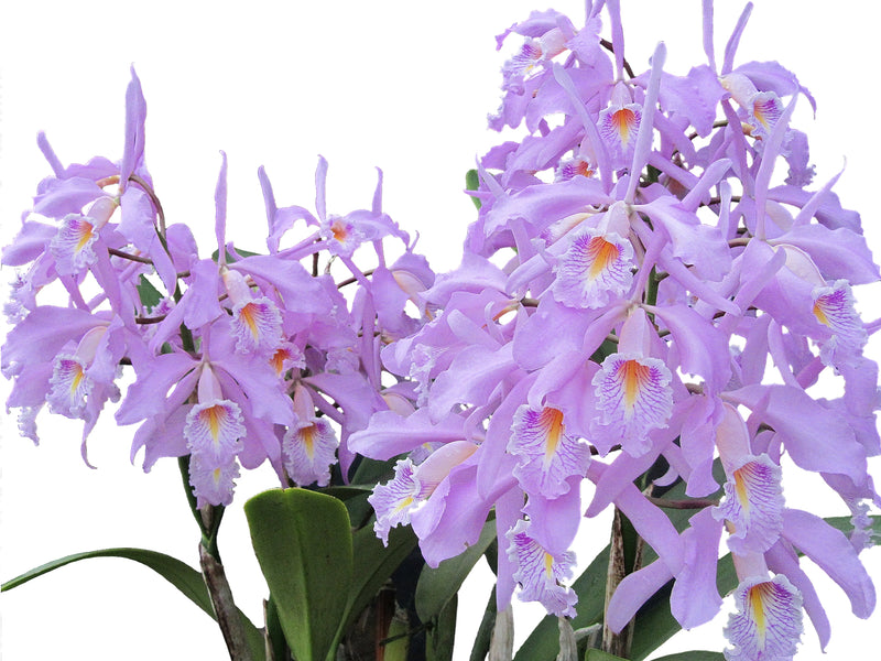 Cattleya maxima tall