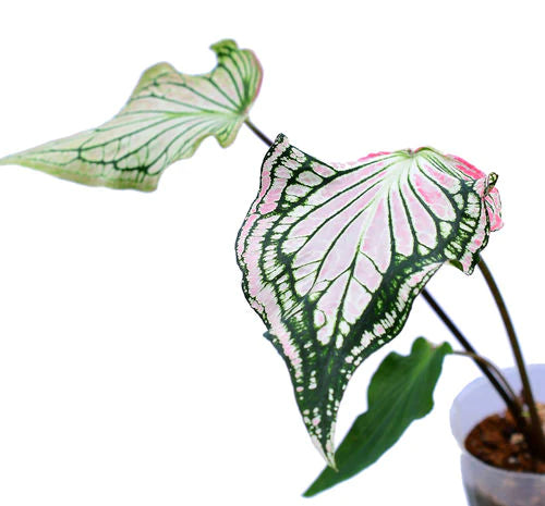 Caladium Thai Beauty