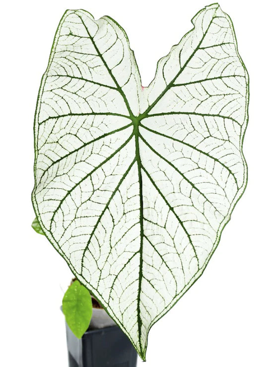 Caladium candidum