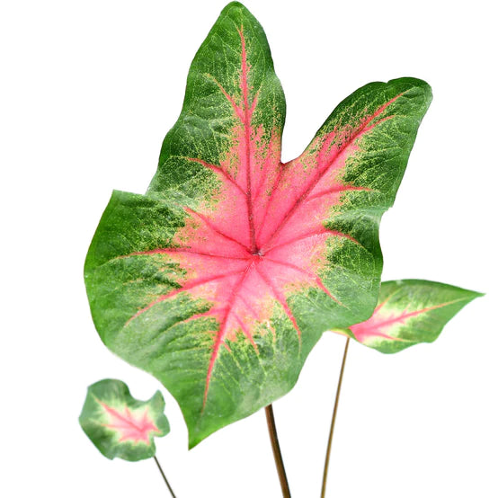 Caladium hortulanum