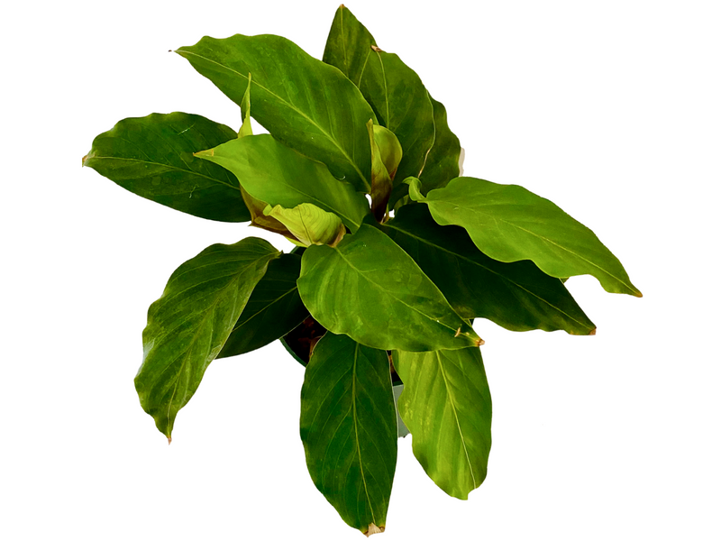 Calathea loeseneri 1