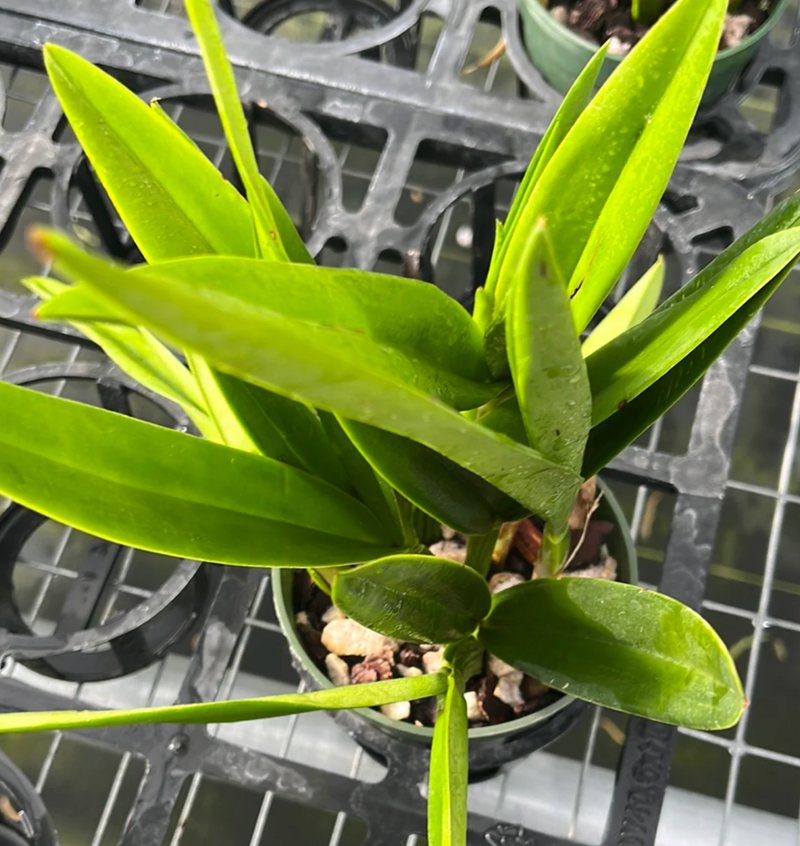Laeliocattleya Ross Otto