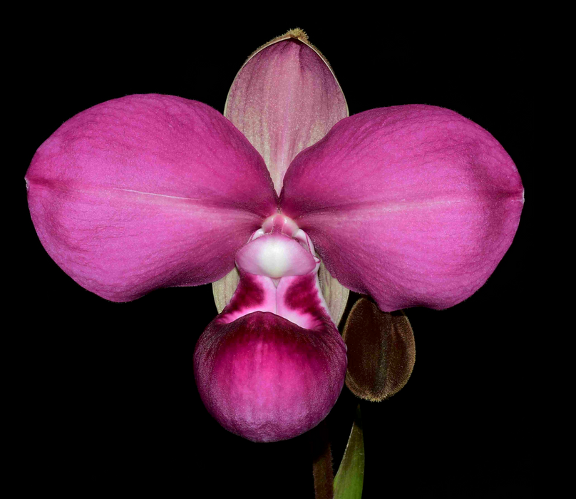 Phragmipedium kovachii