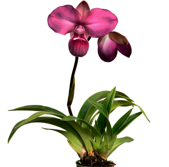 Phragmipedium kovachii