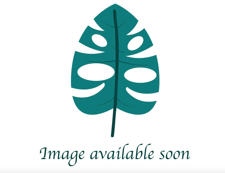 Philodendron distantilobum